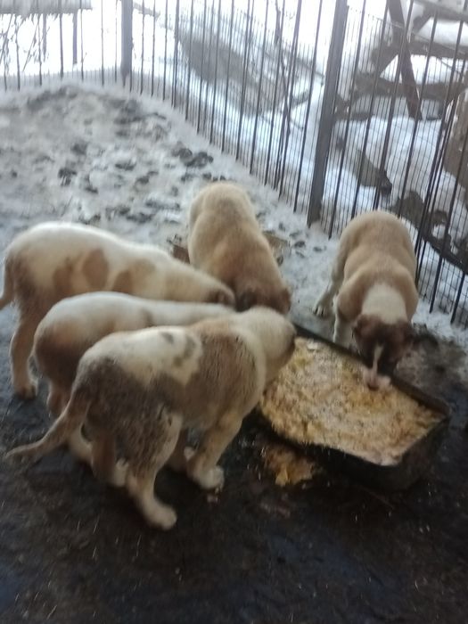 Продаються Щенки Алабая.