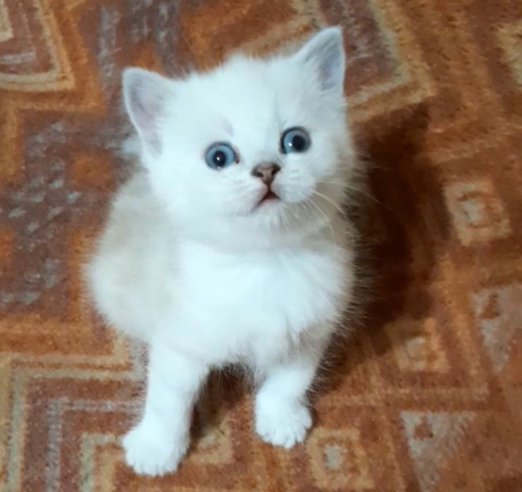 Скоттиш фолд. Кот. Вязка