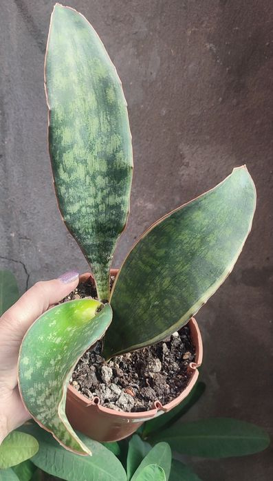 сансевиерии растения комнатные