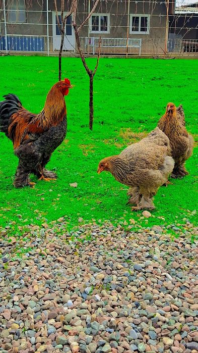 Brama kurapat tuximlariga zakaz olamiz