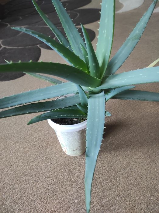 Алоэ вера лечебные