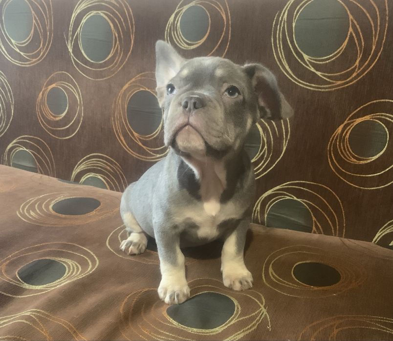 Малки френски булдочета