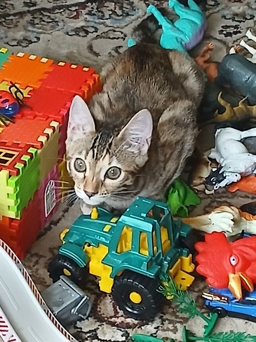 Бенгальский котёнок