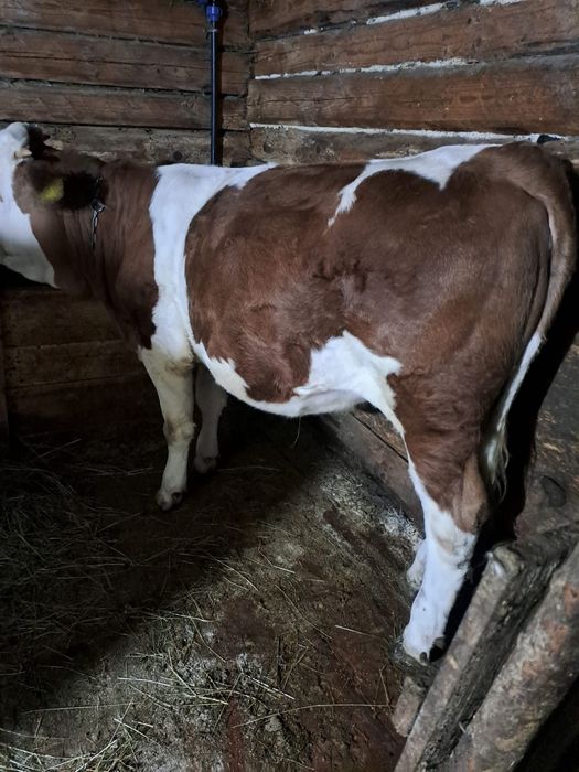 Vand vaca juninca gestanta 1 luna jumate