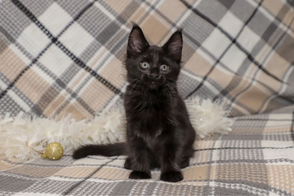 Кошечка в черном окрасе породы мейн кун