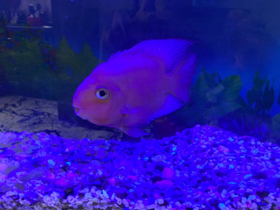 Акварим и рыба продаётся