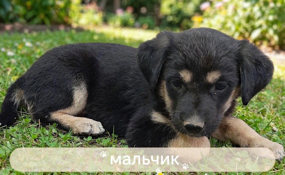 В ДОБРЫЕ РУЧКИ! Отдам щенят!