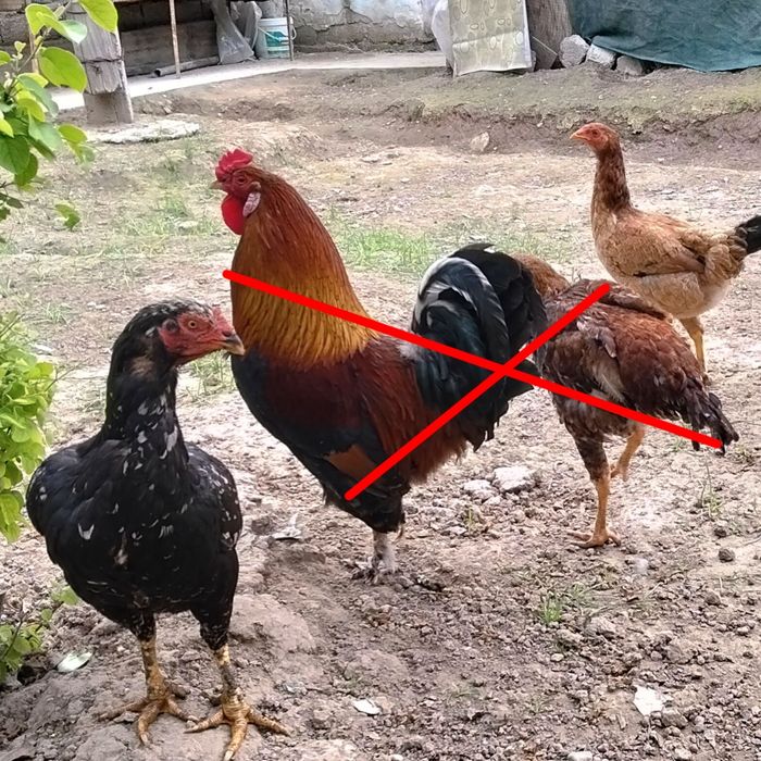 Dakan tovuqlar sotiladi