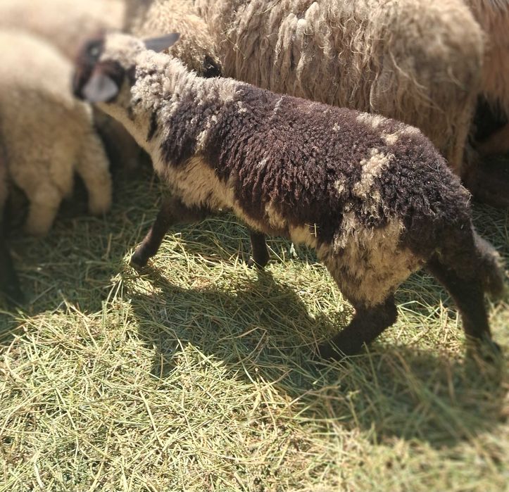 Vand 11 miei (berbecuti ),8 capre si 12 oi