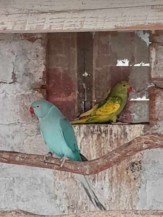 Papagali Micul Alexandru de vânzare.