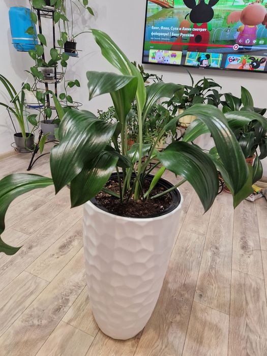 Срочно продам Эухарис