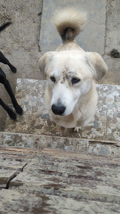 Dau spre adoptie