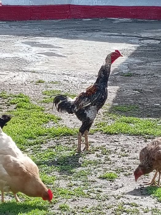 Продам дакана 1.год