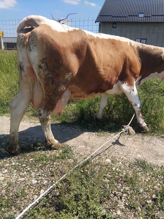Vand vaca baltata romaneasca