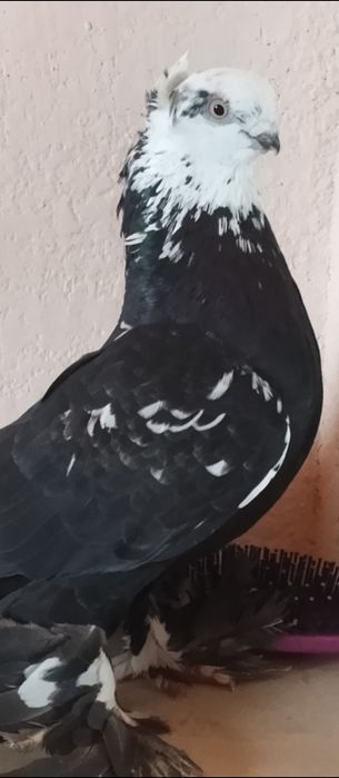 Продам красавца голуб