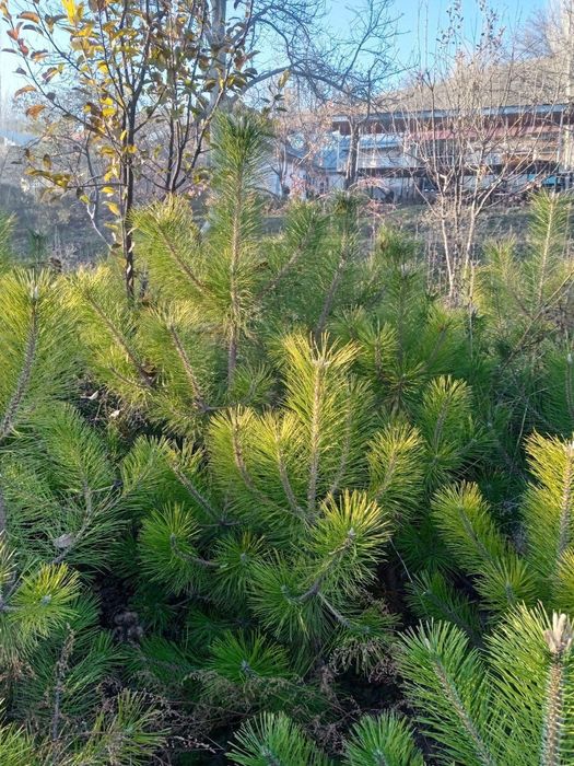 Продаются ёлки/Арчалар сотилади