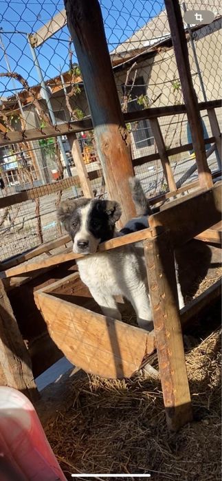 Алабай күшік сатылады