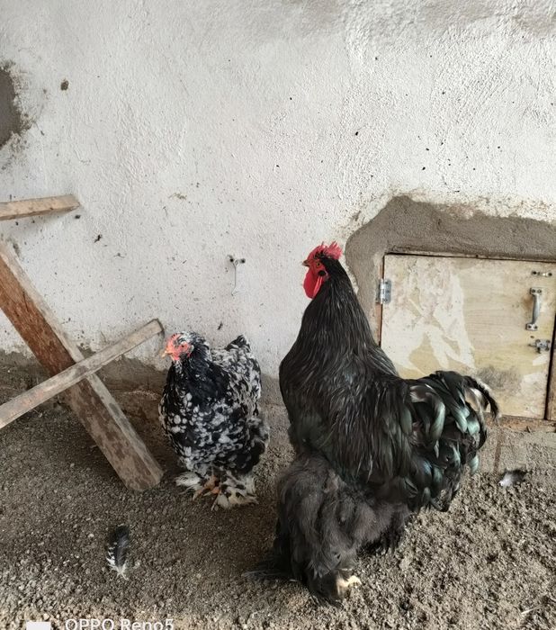 Продам Кохинхины Брамы.