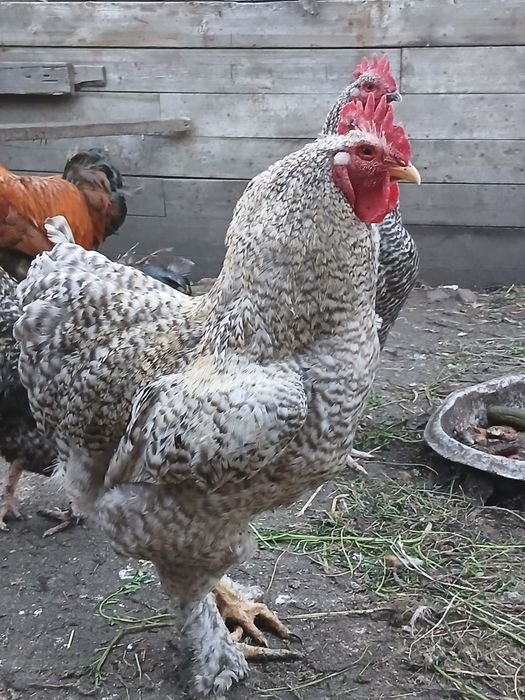 Продам цыплят возраст 3недели.