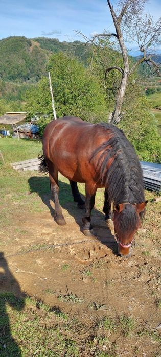 Vand armasar de 5 ani.