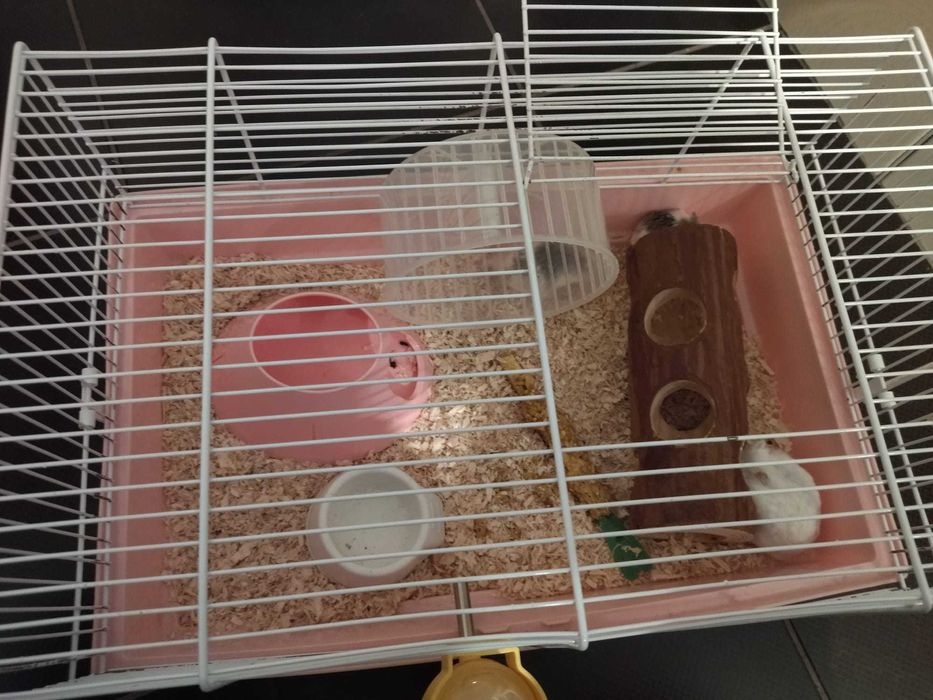 Hamsteri albi si gri