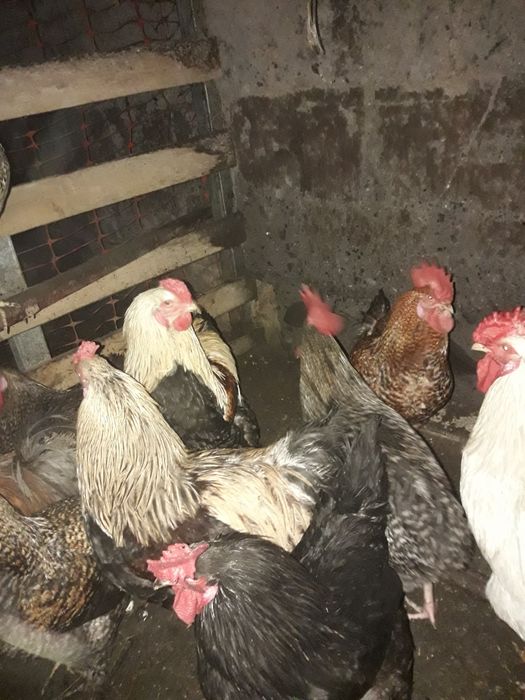 Продам петух домашние