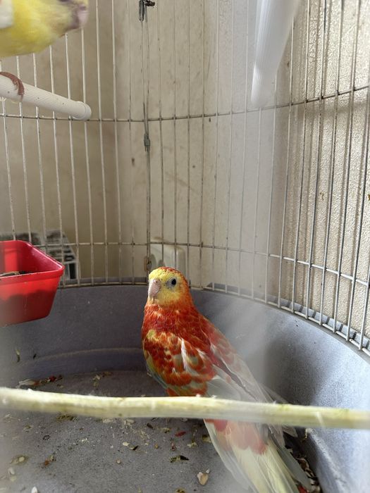 Pevchi rubin zrosliy para nar aranjiviy 2 yillik birga ishlagan qush