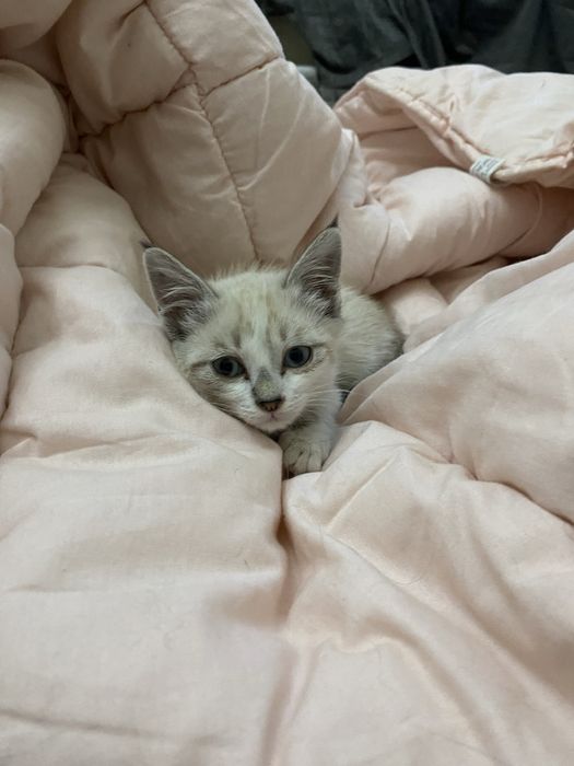 Котята ищут хозяина
