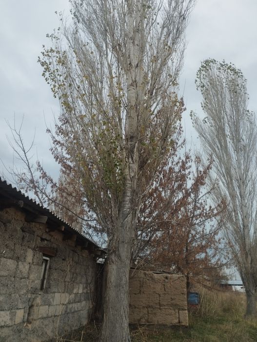 Бесплатно дерево