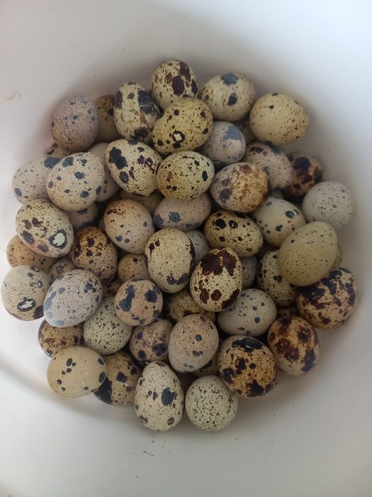 Перепелинные яйца