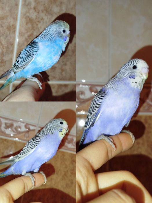 Ручной волнистый попугай