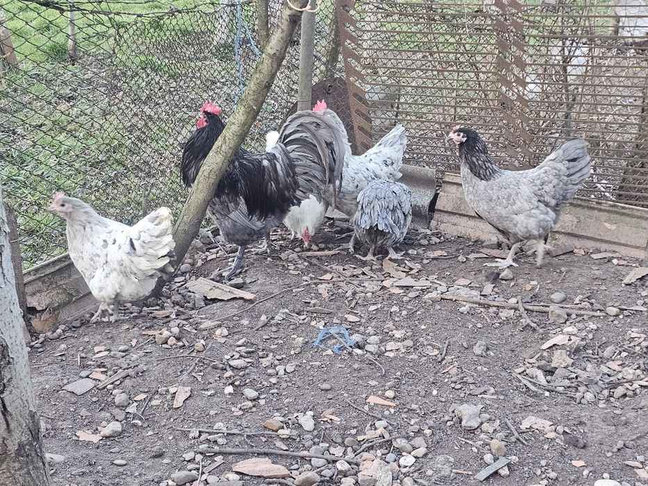 Oua pt incubat din gaini de rasa