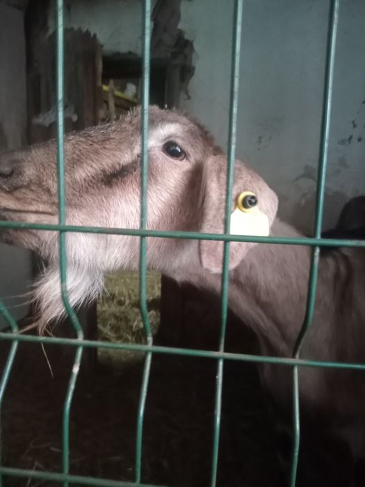 Продается дойная коза.