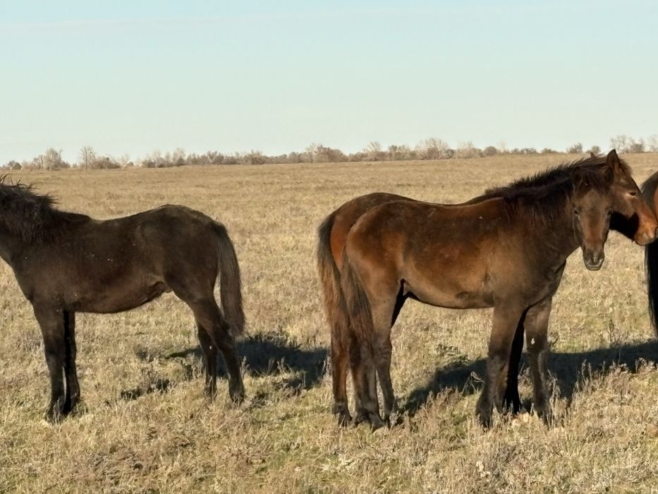 Соғымға жабағы сатамын 250 мың