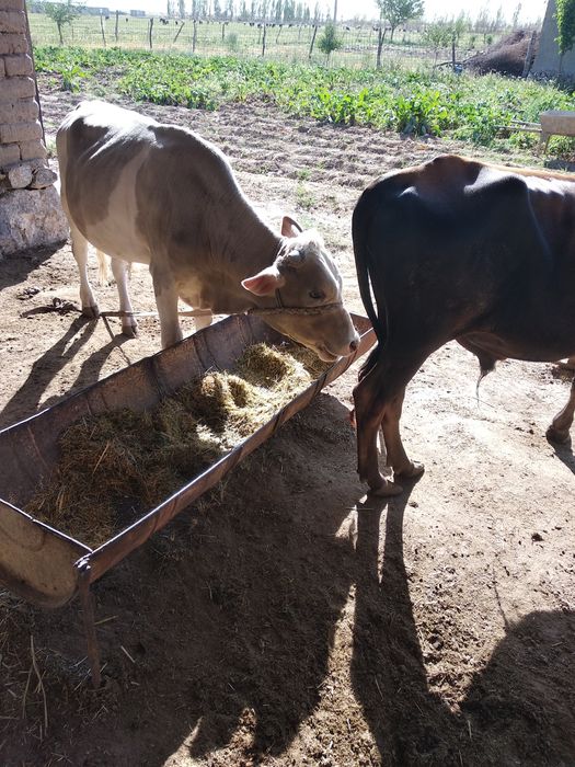 1 yoshdan oʻtgan buqachalar sotiladi 2 ta bir joyda 1 yoshdan oʻtgan