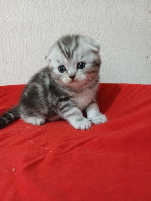 Продам котят от правильной вязки