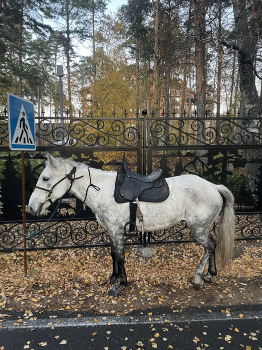 Продаю лошадь кострат бурабай
