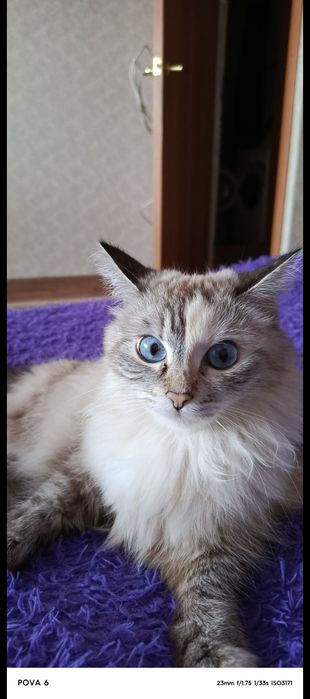 Отдам в добрые руки