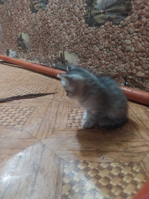 Котята в подарок