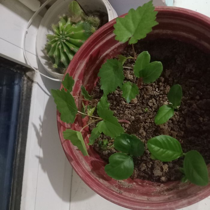 Биёгомус сотилади 1000 сум