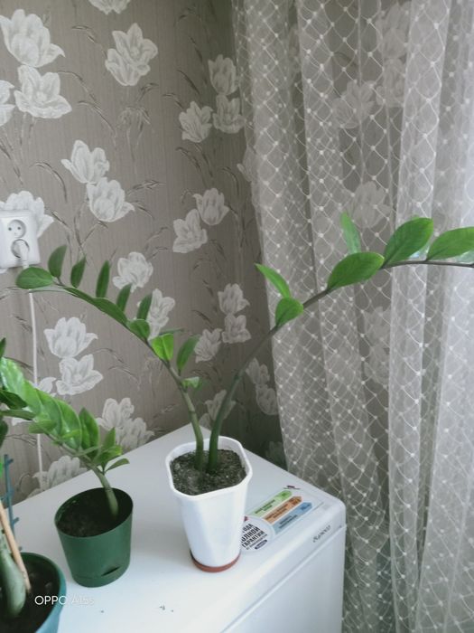 Продам долларовые деревья( замиакулькас)