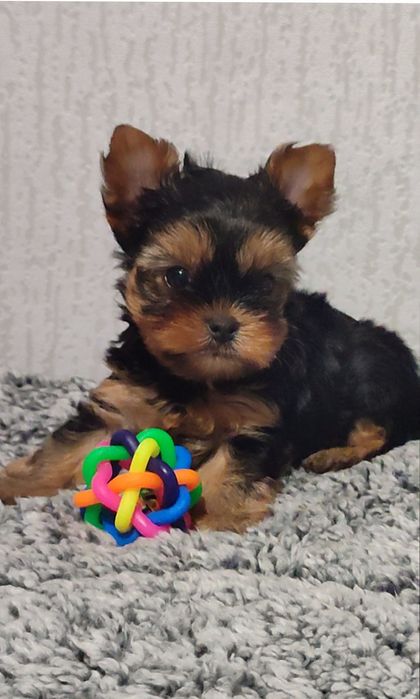 Мини йоркширски териер момченце