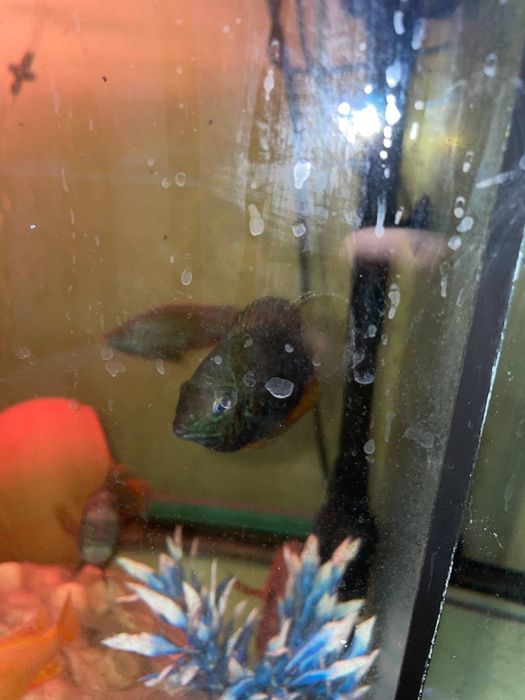 Продаются рыбки цихлиды