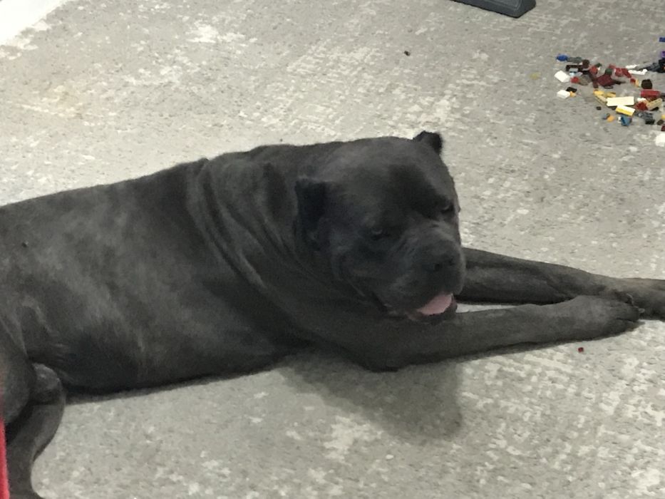 Кане корсо вязка