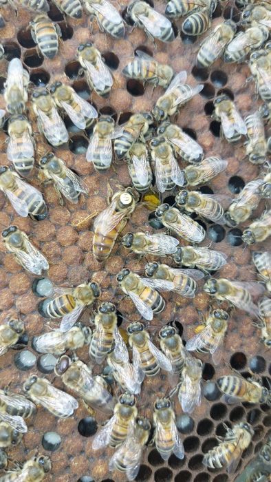 Mătci buckfast VSH carnica carpatină