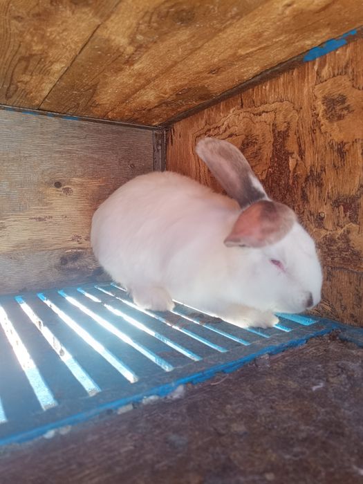 Два мъжки заека. Мелези на 3 месеца и половина.