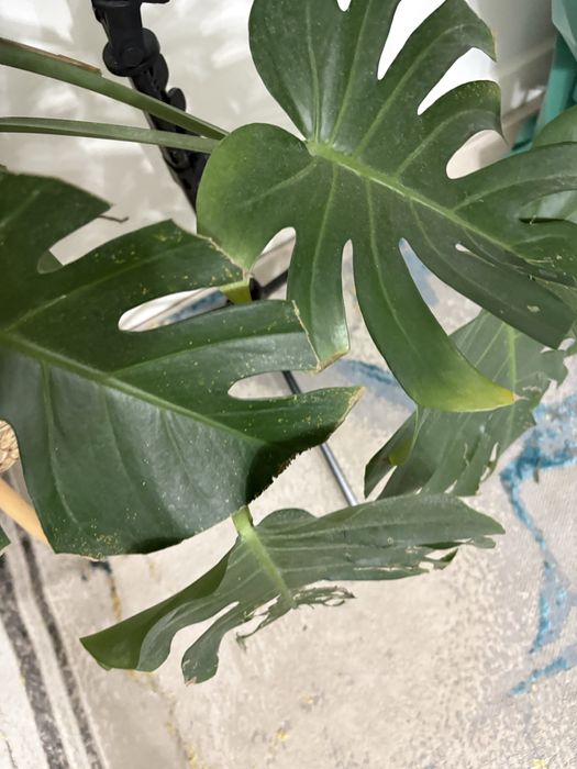 Продам монстеру