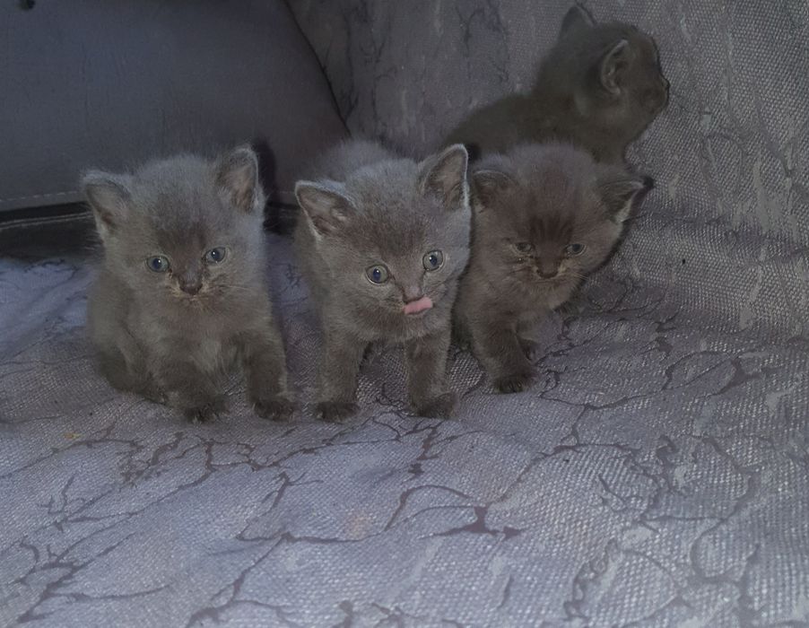 Котята ищут новый дом