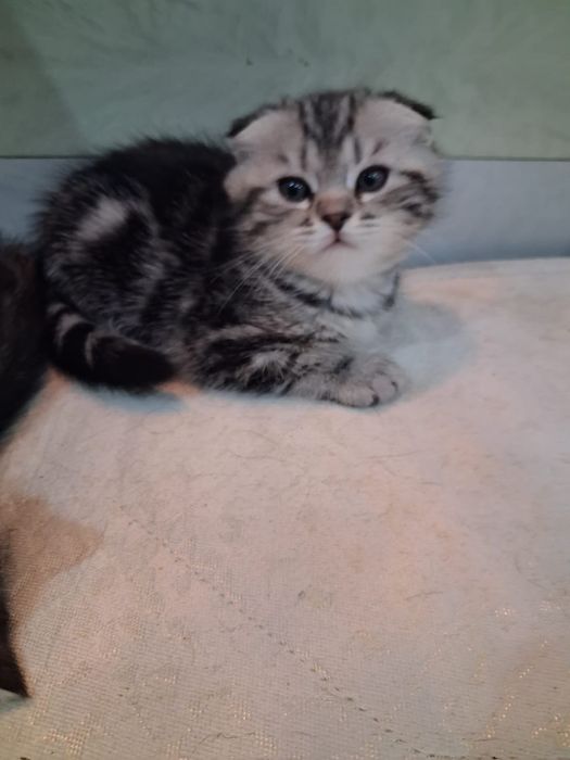 Шотландская кошечка продажа