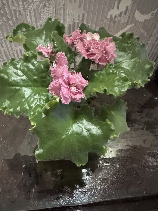 Продаются сортовые фиалки. Первое цветение.